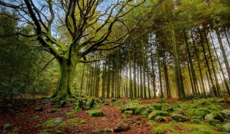 Pădurea Mociar – cea mai bătrână din România