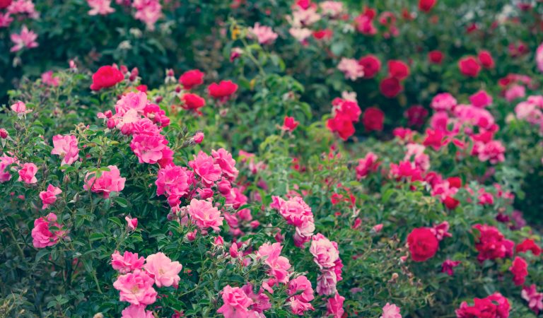 Rozariul de la Mândruloc – raiul trandafirilor