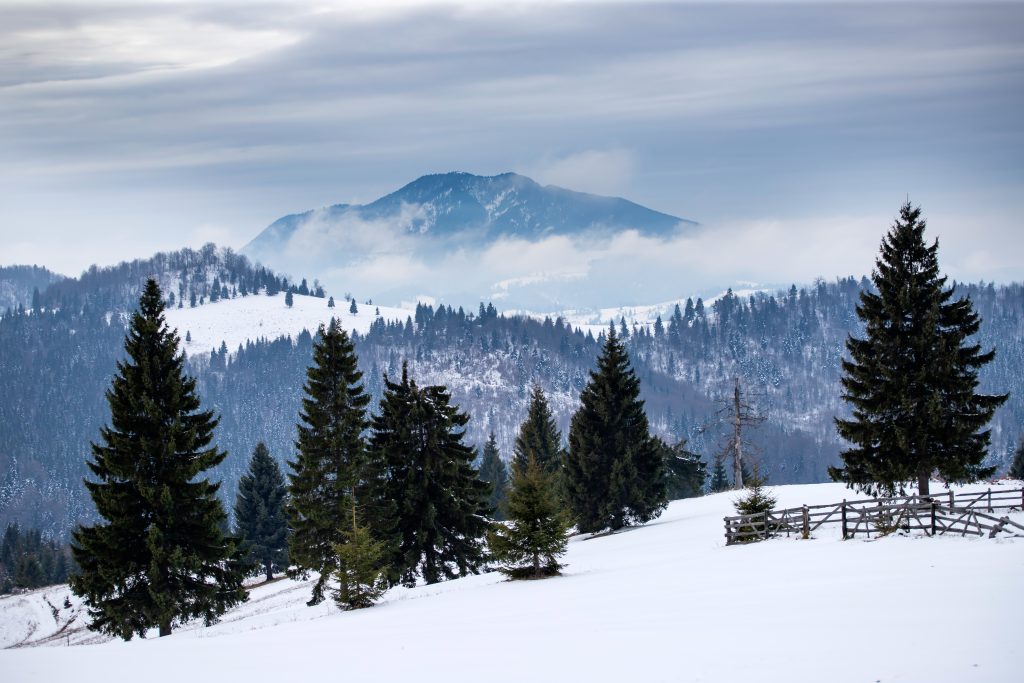 winter forest in the carpathians romania 6SKKDSL
