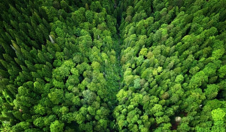 Pădurea Todorușelor din Buzău