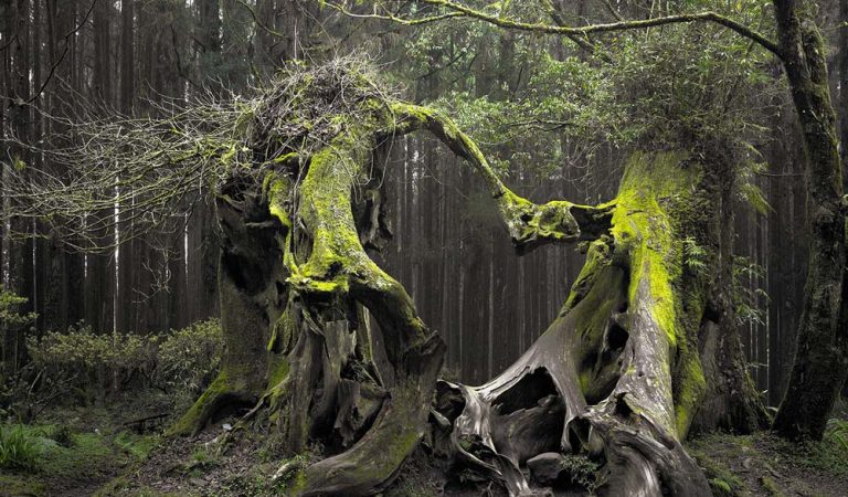 Pădurea Hoia Baciu- la graniță cu paranormalul