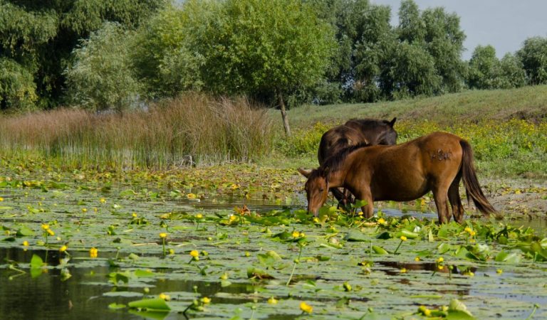 Pădurea Letea – basmul din Delta Dunării