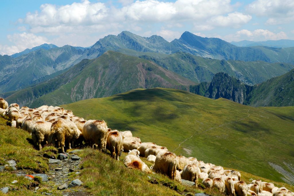 flock of sheep in the carpathian mountains highlan PHQEM4H