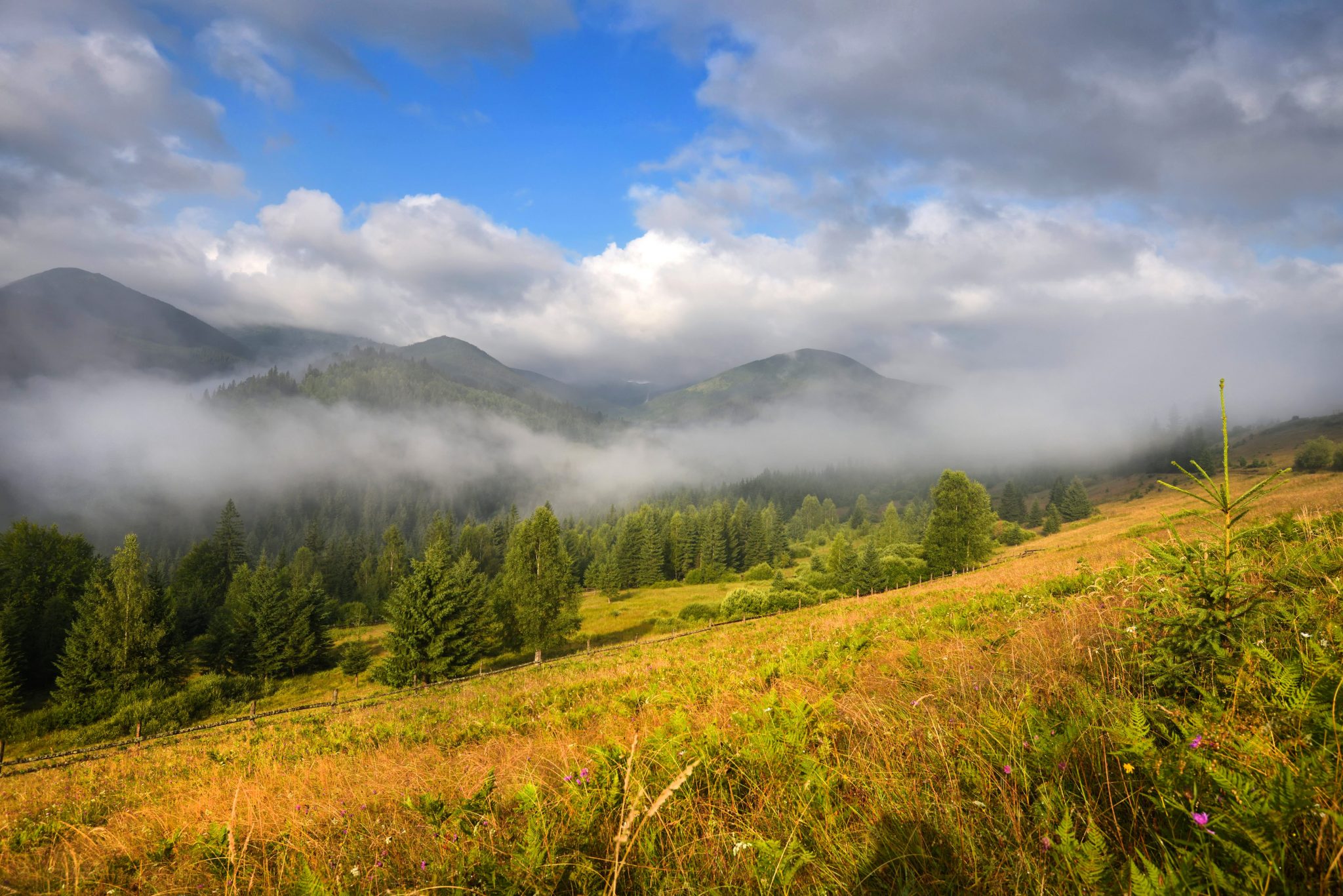 Bucovin? plai cu flori - România Turistic? - ROMTUR