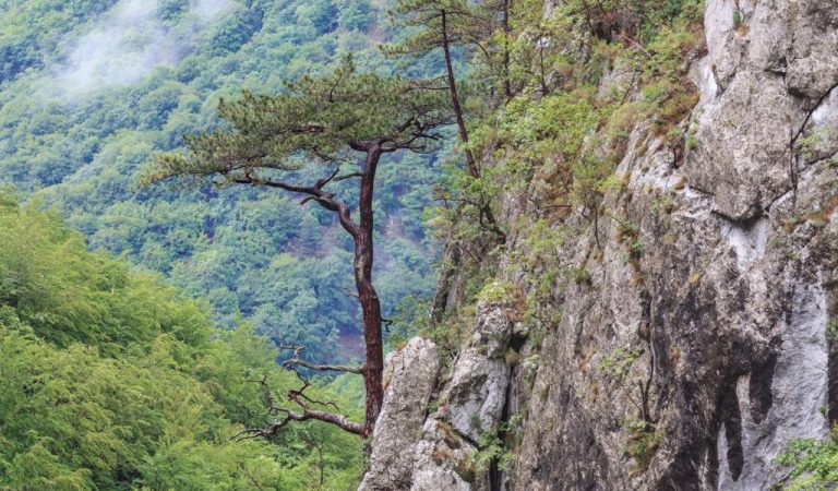 Cheile Țășnei, o bucată de Rai pe pământul românesc