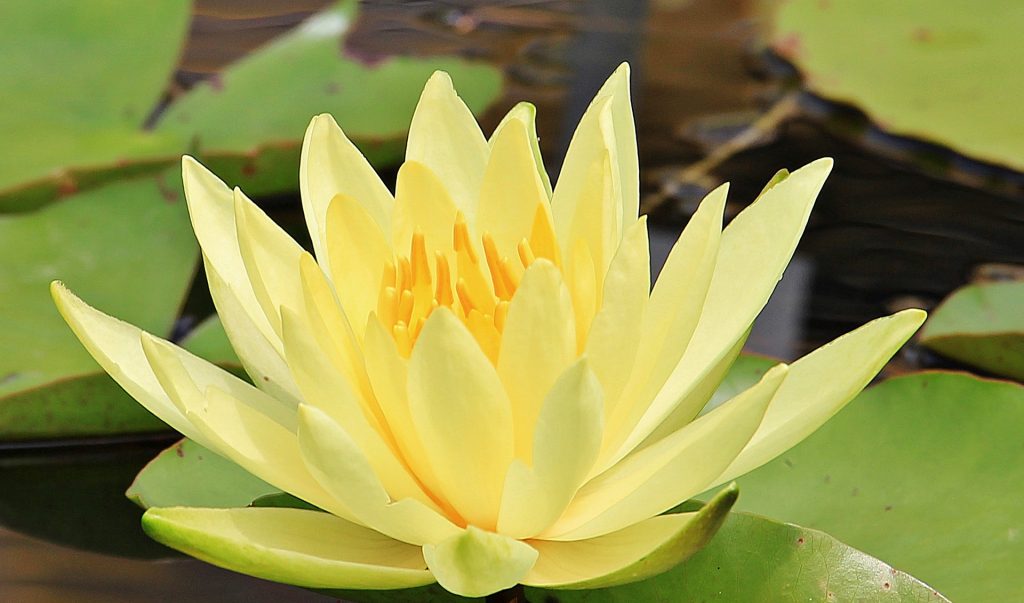 water lily 1585159 1920