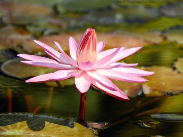 water lily 2504842 1920