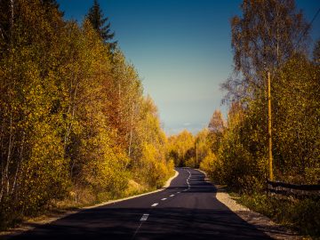 descending empty road in the autumn forest colorfu PPZPS9E