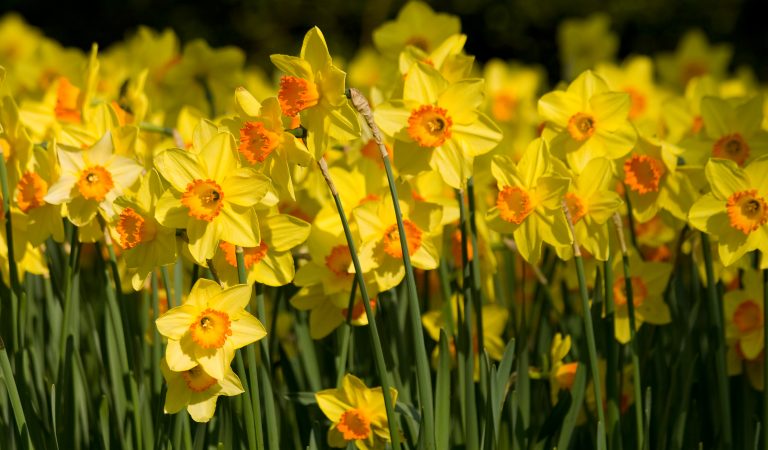 Poiana Narciselor: universul florilor de primăvară este mai aproape decât credeai